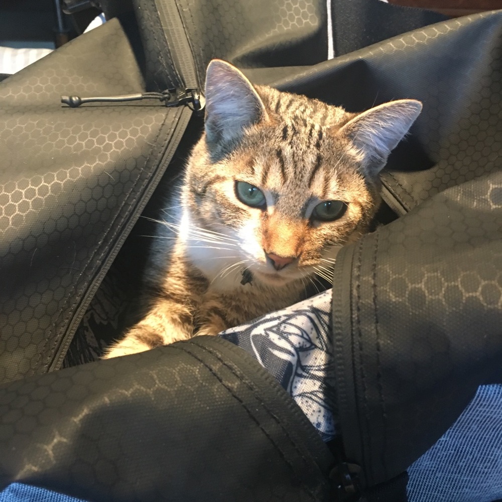 Meet your Posher, Marissa